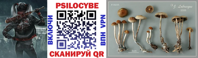 Купить где Катав-Ивановск Псилоцибиновые грибы Psilocybe